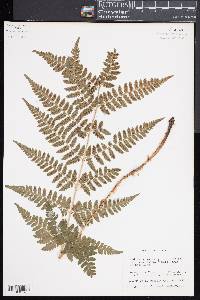 Dryopteris x dowellii image