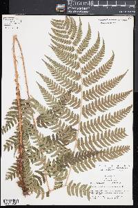 Dryopteris x leedsii image