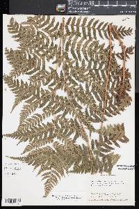 Dryopteris x leedsii image