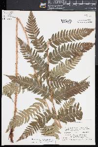 Dryopteris x leedsii image