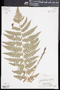 Dryopteris × neowherryi image