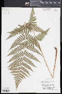 Dryopteris × triploidea image