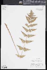 Dryopteris x uliginosa image