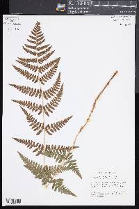 Dryopteris x uliginosa image