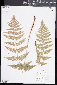 Dryopteris x uliginosa image