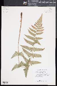 Dryopteris x uliginosa image