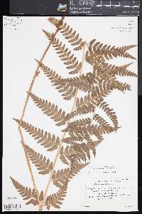 Dryopteris x uliginosa image