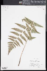 Dryopteris x uliginosa image