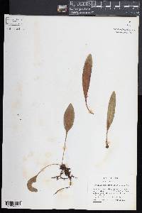 Elaphoglossum affine image