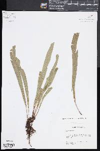 Elaphoglossum eximium image