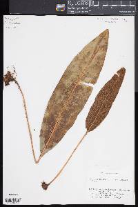 Elaphoglossum latifolium image