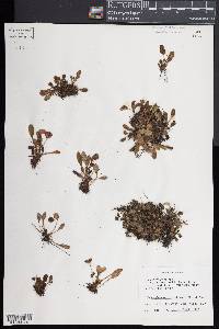 Elaphoglossum piloselloides image