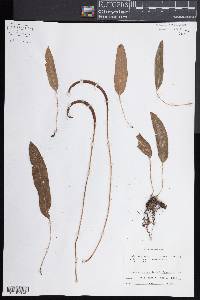 Elaphoglossum pringlei image