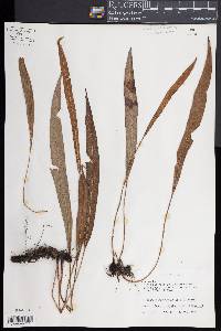 Elaphoglossum tectum image