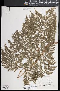 Parapolystichum effusum subsp. effusum image