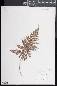 Lastreopsis hispida image