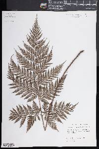 Lastreopsis hispida image