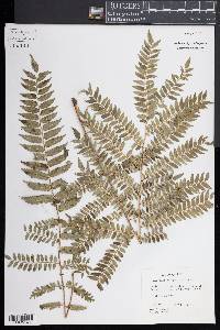 Lomagramma polyphylla image