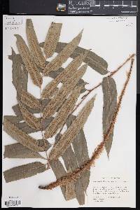 Phanerophlebia macrosora image