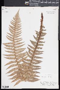 Polystichum aculeatum image