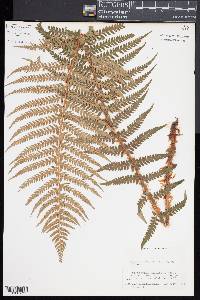 Polystichum andersonii image