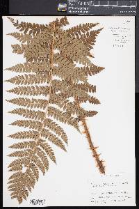 Polystichum braunii image