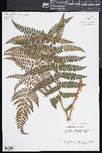 Polystichum braunii image