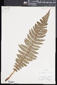 Polystichum braunii image