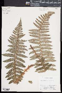 Polystichum braunii image