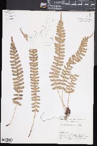 Polystichum deltodon image