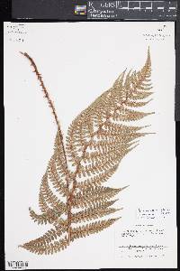 Polystichum sinense image