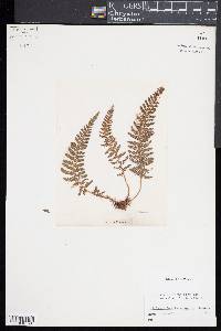 Polystichum haleakalense image