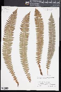 Polystichum lonchitis image