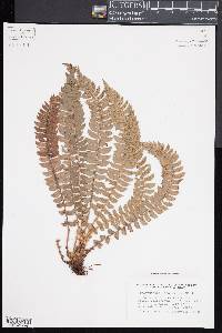 Polystichum lonchitis image