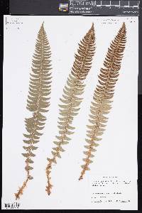 Polystichum lonchitis image