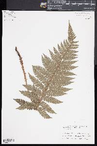 Polystichum makinoi image