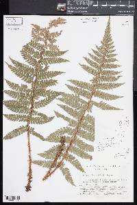 Polystichum makinoi image