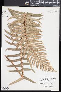 Polystichum munitum image