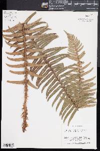 Polystichum munitum image