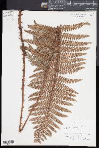 Polystichum muricatum image