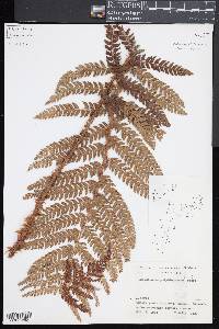 Polystichum polyblepharum image