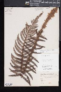 Polystichum polyblepharum image
