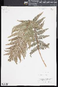 Polystichum setiferum image