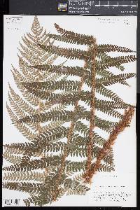 Polystichum setiferum image