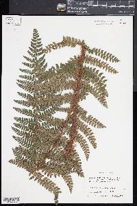 Polystichum tagawanum image