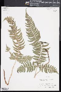 Polystichum tripteron image