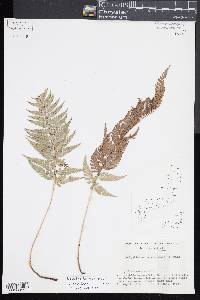 Polystichum luctuosum image