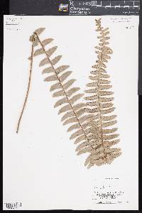 Nephrolepis exaltata subsp. hawaiiensis image