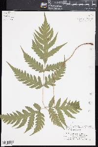 Tectaria mexicana image