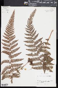 Davallia novoguineensis image